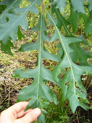 quercus x Royana ( lyrata x alba x michauxii )